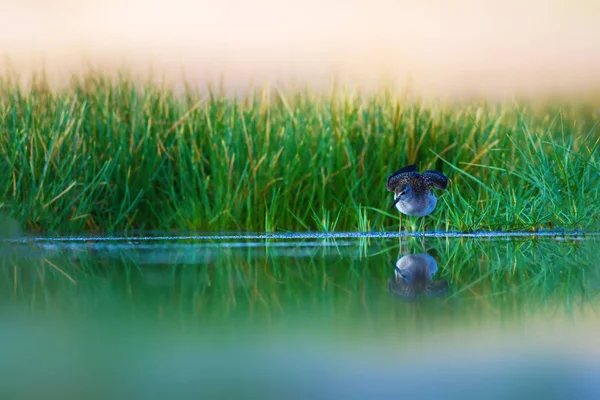 水と鳥類自然生息地の背景 — ストック写真