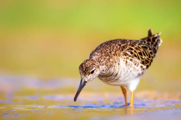 Água Vida Das Aves Natureza Habitat Fundo — Fotografia de Stock