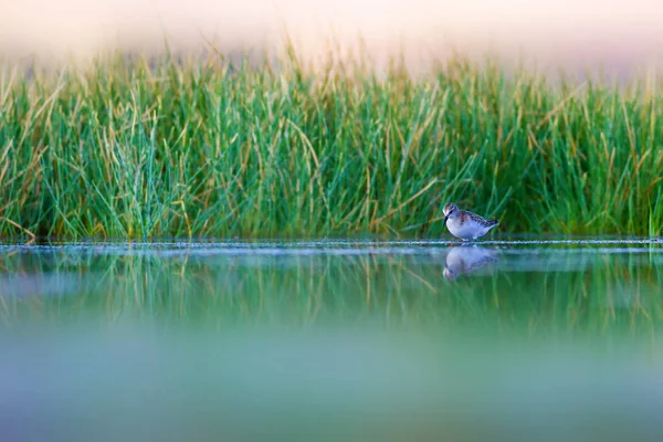Вода Пташине Життя Фон Середовища Існування Природи — стокове фото