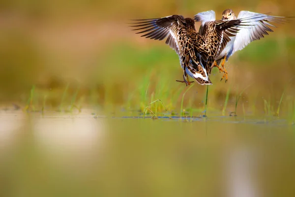 Woda Birdslife Tło Siedlisk Przyrodniczych — Zdjęcie stockowe