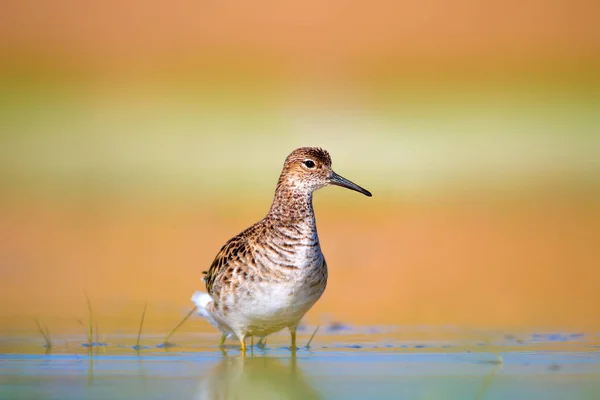 Bunter Wasservogel Halskrause Wasser Natur Lebensraum Hintergrund Vogel Halskrause Philomachus — Stockfoto