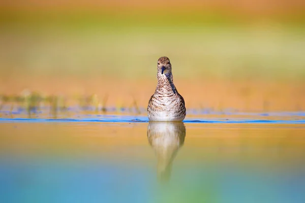 Colorful water bird. Ruff. Water nature habitat background. Bird: Ruff. Philomachus pugnax.