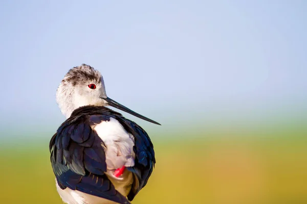 Lindo Pájaro Pájaros Acuáticos Comunes Bird Black Winged Stilt Inglés — Foto de Stock