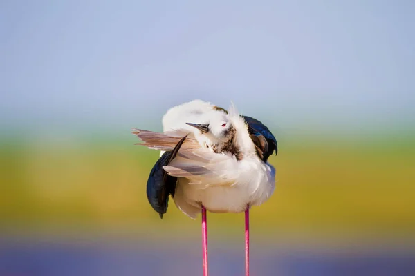 Sød Vandfugl Almindelig Vandfugl Fugl Sort Vinget Stilt Himantopus Himantopus - Stock-foto