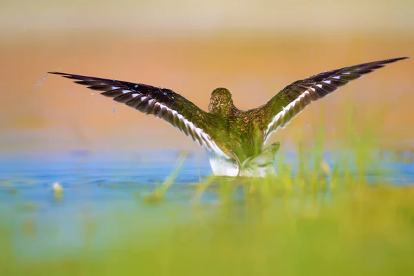 Voda Ptačí Život Pozadí Přírodních Stanovišť — Stock fotografie