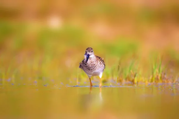 Барвистий Водяний Птах Руфф Водна Природа Середовища Існування Фону Птах — стокове фото