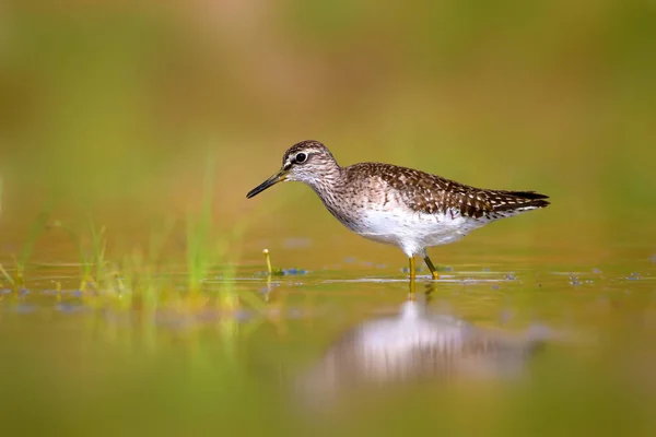 Água Pássaro Sandpiper Fundo Natureza Colorida Pássaro Sandpiper Madeira Tringa — Fotografia de Stock