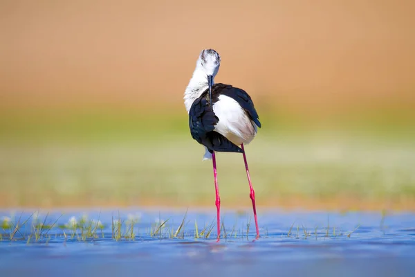 Cute water bird. Black winged Stilt. Colorful nature habitat background. Black winged Stilt Himantopus himantopus.