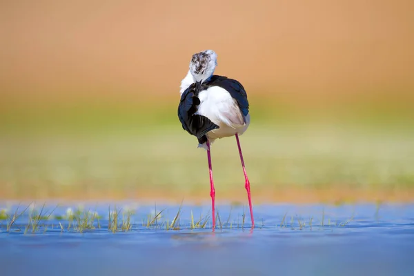 Cute water bird. Black winged Stilt. Colorful nature habitat background. Black winged Stilt Himantopus himantopus.