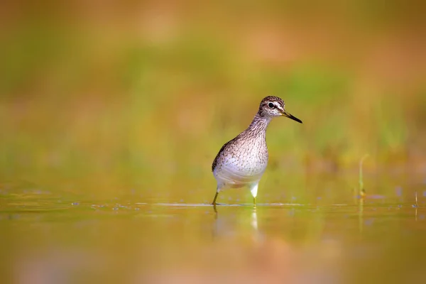 水と鳥サンドパイパー カラフルな自然の背景 ウッドサンドパイパー トリンガ グレオラ — ストック写真
