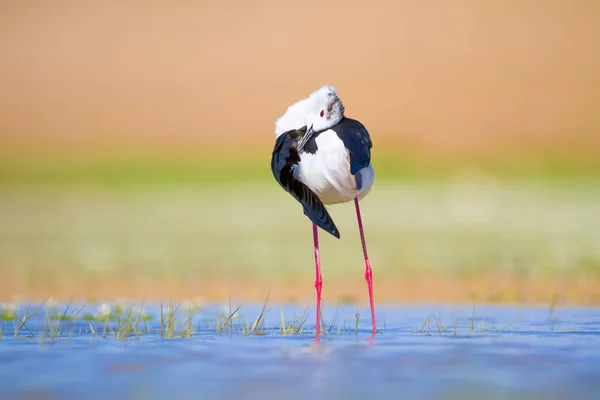 Cute water bird. Black winged Stilt. Colorful nature habitat background. Black winged Stilt Himantopus himantopus.