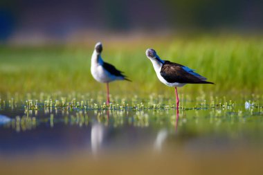Sevimli su kuşu. Siyah kanatlı Stilt. Renkli doğa habitat arka plan. Siyah kanatlı Stilt Himantopus himantopus.