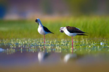 Sevimli su kuşu. Siyah kanatlı Stilt. Renkli doğa habitat arka plan. Siyah kanatlı Stilt Himantopus himantopus.