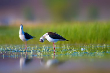 Sevimli kuş çiftliği. Ortak su kuşları. Kuş; Siyah kanatlı Stilt. Himantopus himantopus. Renkli doğa arka plan.
