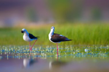 Sevimli kuş çiftliği. Ortak su kuşları. Kuş; Siyah kanatlı Stilt. Himantopus himantopus. Renkli doğa arka plan.