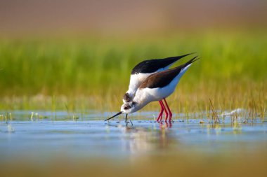 Sevimli kuş çiftliği. Ortak su kuşları. Kuş; Siyah kanatlı Stilt. Himantopus himantopus. Renkli doğa arka plan.