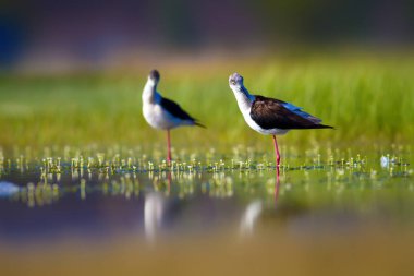 Sevimli kuş çiftliği. Ortak su kuşları. Kuş; Siyah kanatlı Stilt. Himantopus himantopus. Renkli doğa arka plan.