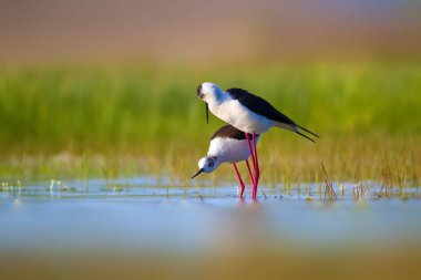 Sevimli kuş çiftliği. Ortak su kuşları. Kuş; Siyah kanatlı Stilt. Himantopus himantopus. Renkli doğa arka plan.