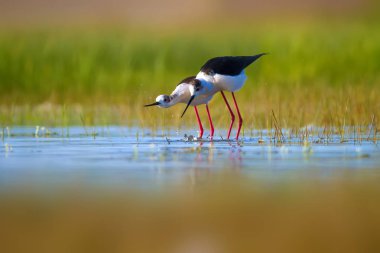 Sevimli kuş çiftliği. Ortak su kuşları. Kuş; Siyah kanatlı Stilt. Himantopus himantopus. Renkli doğa arka plan.