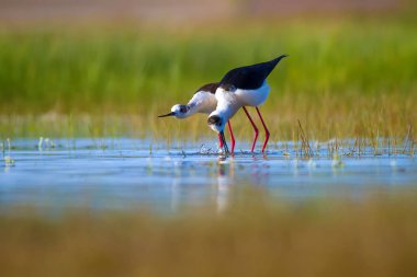 Sevimli kuş çiftliği. Ortak su kuşları. Kuş; Siyah kanatlı Stilt. Himantopus himantopus. Renkli doğa arka plan.
