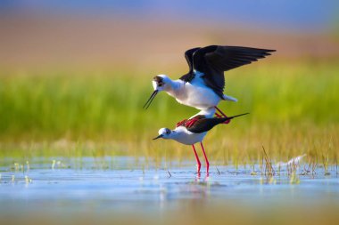Sevimli kuş çiftliği. Ortak su kuşları. Kuş; Siyah kanatlı Stilt. Himantopus himantopus. Renkli doğa arka plan.