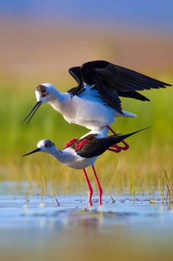 Sevimli kuş çiftliği. Ortak su kuşları. Kuş; Siyah kanatlı Stilt. Himantopus himantopus. Renkli doğa arka plan.