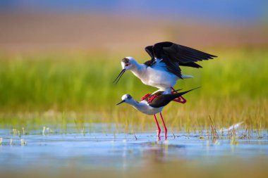 Sevimli kuş çiftliği. Ortak su kuşları. Kuş; Siyah kanatlı Stilt. Himantopus himantopus. Renkli doğa arka plan.