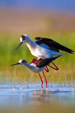 Sevimli kuş çiftliği. Ortak su kuşları. Kuş; Siyah kanatlı Stilt. Himantopus himantopus. Renkli doğa arka plan.