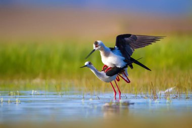 Sevimli kuş çiftliği. Ortak su kuşları. Kuş; Siyah kanatlı Stilt. Himantopus himantopus. Renkli doğa arka plan.