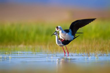 Sevimli kuş çiftliği. Ortak su kuşları. Kuş; Siyah kanatlı Stilt. Himantopus himantopus. Renkli doğa arka plan.
