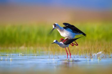 Sevimli kuş çiftliği. Ortak su kuşları. Kuş; Siyah kanatlı Stilt. Himantopus himantopus. Renkli doğa arka plan.