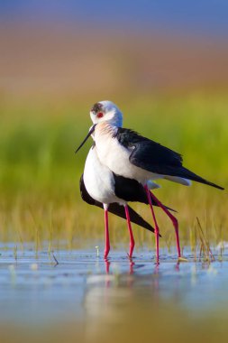 Sevimli kuş çiftliği. Ortak su kuşları. Kuş; Siyah kanatlı Stilt. Himantopus himantopus. Renkli doğa arka plan.