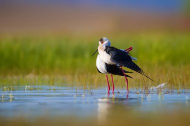 Sevimli kuş çiftliği. Ortak su kuşları. Kuş; Siyah kanatlı Stilt. Himantopus himantopus. Renkli doğa arka plan.
