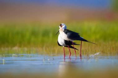Sevimli kuş çiftliği. Ortak su kuşları. Kuş; Siyah kanatlı Stilt. Himantopus himantopus. Renkli doğa arka plan.