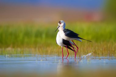 Sevimli kuş çiftliği. Ortak su kuşları. Kuş; Siyah kanatlı Stilt. Himantopus himantopus. Renkli doğa arka plan.
