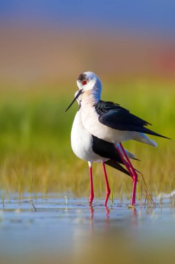 Sevimli kuş çiftliği. Ortak su kuşları. Kuş; Siyah kanatlı Stilt. Himantopus himantopus. Renkli doğa arka plan.