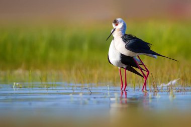 Sevimli kuş çiftliği. Ortak su kuşları. Kuş; Siyah kanatlı Stilt. Himantopus himantopus. Renkli doğa arka plan.