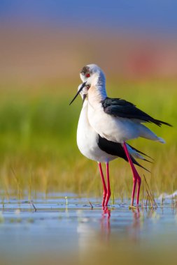 Sevimli kuş çiftliği. Ortak su kuşları. Kuş; Siyah kanatlı Stilt. Himantopus himantopus. Renkli doğa arka plan.