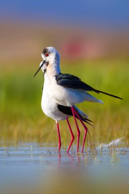 Sevimli kuş çiftliği. Ortak su kuşları. Kuş; Siyah kanatlı Stilt. Himantopus himantopus. Renkli doğa arka plan.
