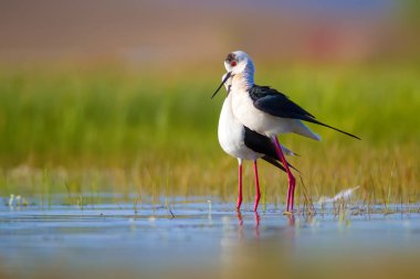 Sevimli kuş çiftliği. Ortak su kuşları. Kuş; Siyah kanatlı Stilt. Himantopus himantopus. Renkli doğa arka plan.
