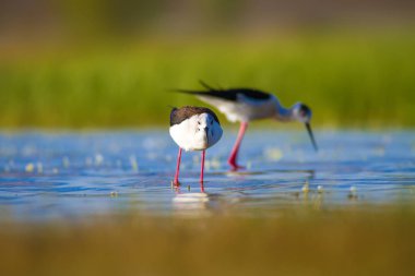 Sevimli kuş çiftliği. Ortak su kuşları. Kuş; Siyah kanatlı Stilt. Himantopus himantopus. Renkli doğa arka plan.