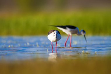Sevimli kuş çiftliği. Ortak su kuşları. Kuş; Siyah kanatlı Stilt. Himantopus himantopus. Renkli doğa arka plan.