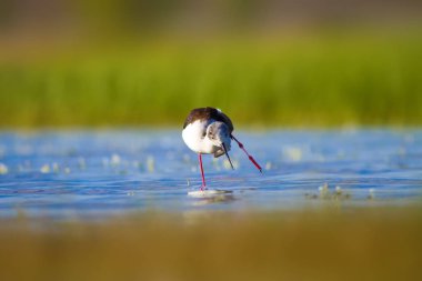 Sevimli su kuşu. Siyah kanatlı Stilt. Renkli doğa habitat arka plan. Siyah kanatlı Stilt Himantopus himantopus.