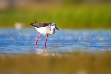 Sevimli su kuşu. Siyah kanatlı Stilt. Renkli doğa habitat arka plan. Siyah kanatlı Stilt Himantopus himantopus.