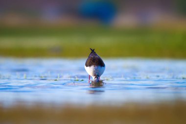Sevimli su kuşu. Siyah kanatlı Stilt. Renkli doğa habitat arka plan. Siyah kanatlı Stilt Himantopus himantopus.
