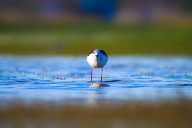 Sevimli su kuşu. Siyah kanatlı Stilt. Renkli doğa habitat arka plan. Siyah kanatlı Stilt Himantopus himantopus.