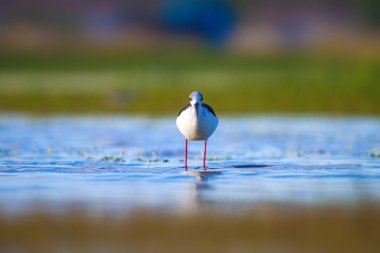 Sevimli su kuşu. Siyah kanatlı Stilt. Renkli doğa habitat arka plan. Siyah kanatlı Stilt Himantopus himantopus.