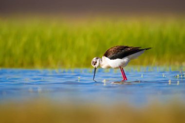 Sevimli su kuşu. Siyah kanatlı Stilt. Renkli doğa habitat arka plan. Siyah kanatlı Stilt Himantopus himantopus.
