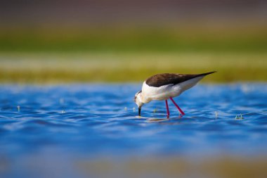 Sevimli su kuşu. Siyah kanatlı Stilt. Renkli doğa habitat arka plan. Siyah kanatlı Stilt Himantopus himantopus.