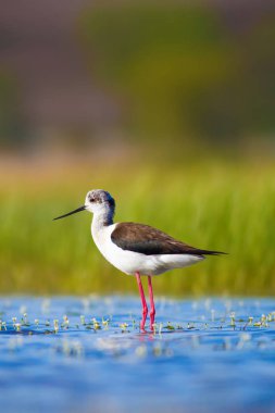 Sevimli su kuşu. Siyah kanatlı Stilt. Renkli doğa habitat arka plan. Siyah kanatlı Stilt Himantopus himantopus.